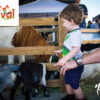 DFW Fall Fest-Previous events