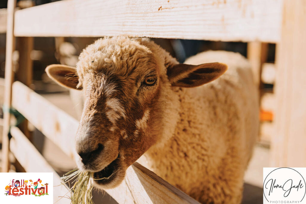 DFW Fall Fest-Country critters sheep