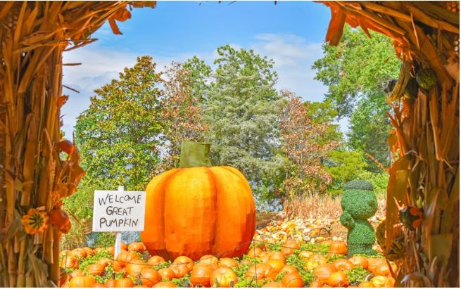 The Fall Festival at the Dallas Arboretum a picture of the great pumpkin in a field