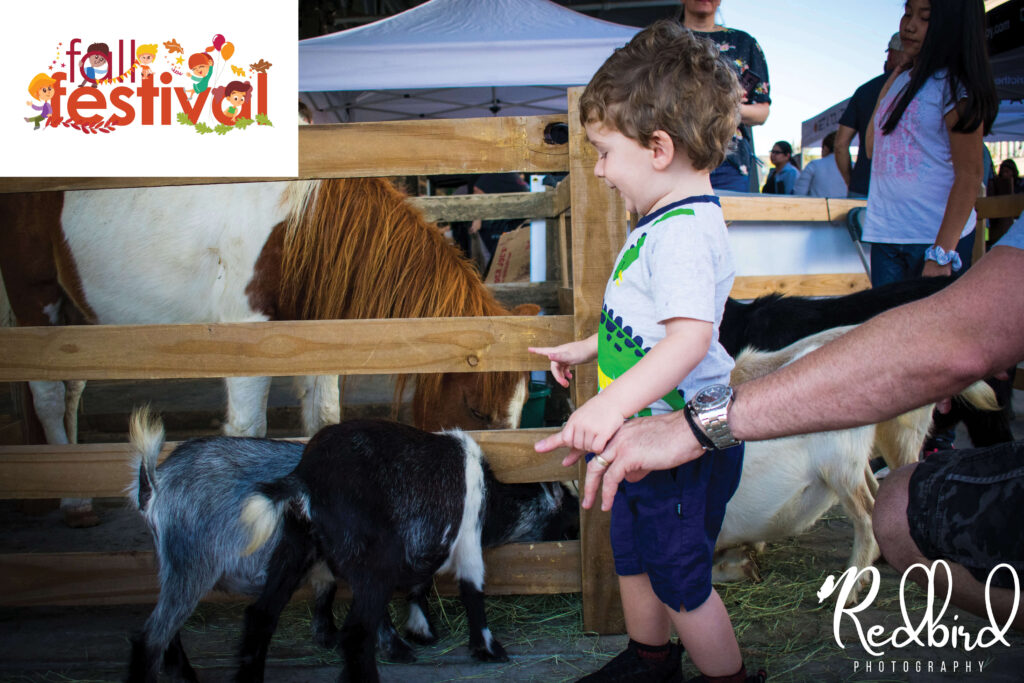 Best pumpkin patches in DFW a little boy feeding the goats. 