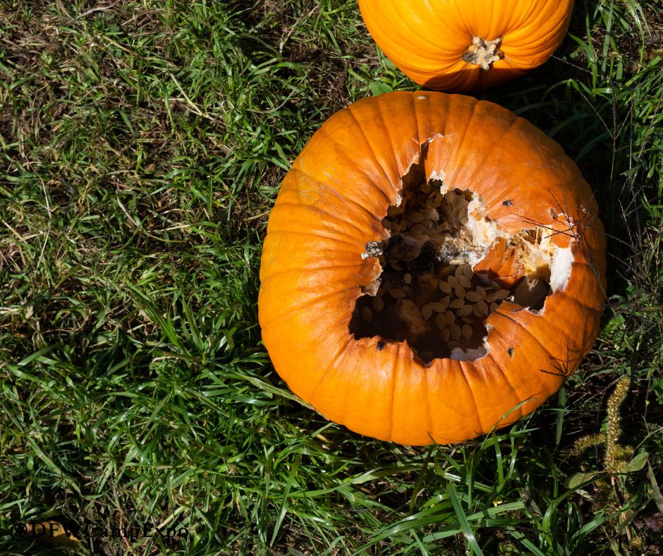 A pumpkin is rotting from the inside out.