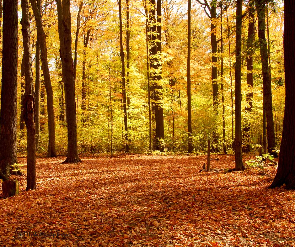 Tyler State Park is a quick day trip from Dallas, known state wide for its colorful fall colors.