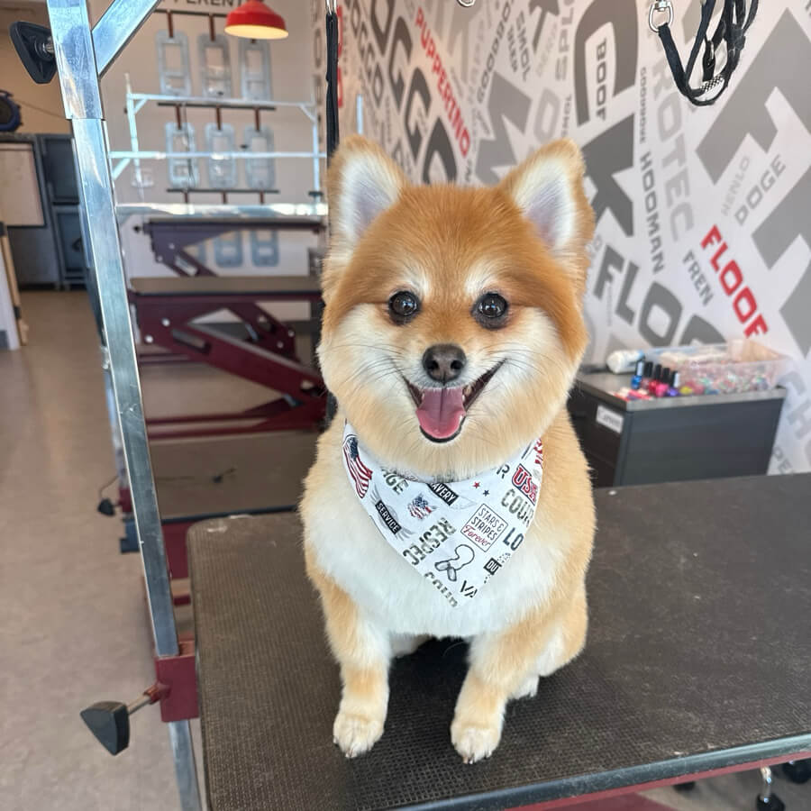 Salty Dawg pet Salon + Bakery