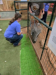 Feeding the porcupine