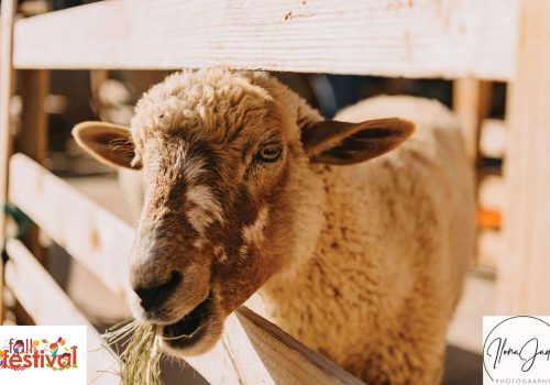 DFW Fall Fest-Country critters sheep